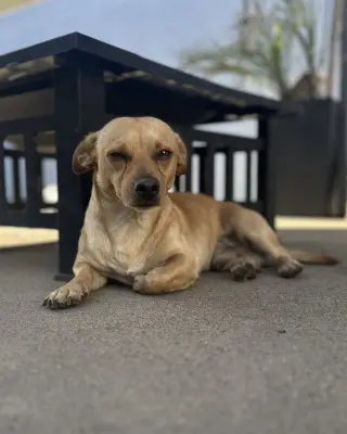 Canelo