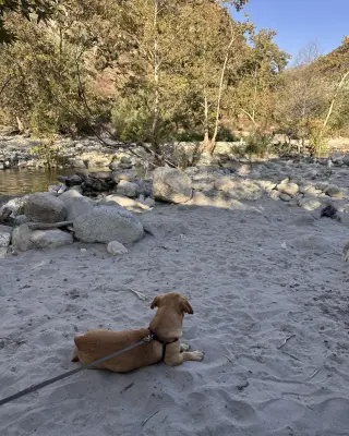 Canelo