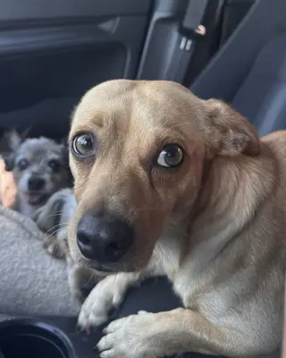 Canelo