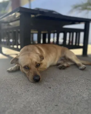 Canelo