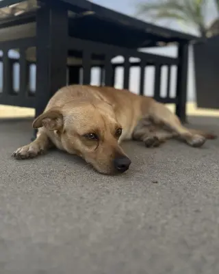 Canelo