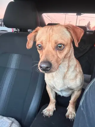 Canelo
