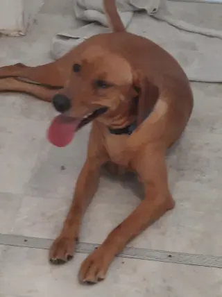 Butterscotch- as sweet as his name