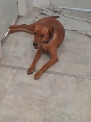Butterscotch- as sweet as his name