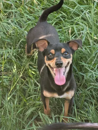 Cal- tiny but mighty