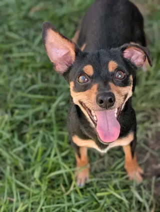 Cal- tiny but mighty
