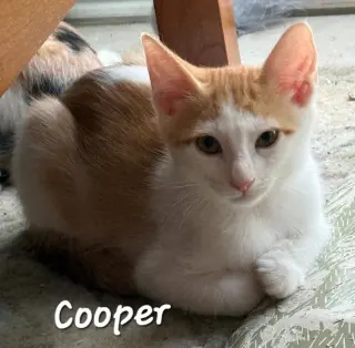 Cooper