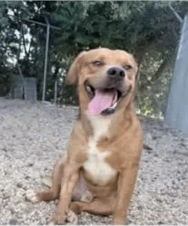 Slugger- looking for his second chance