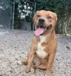 Slugger- looking for his second chance