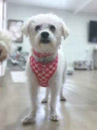 Sadie