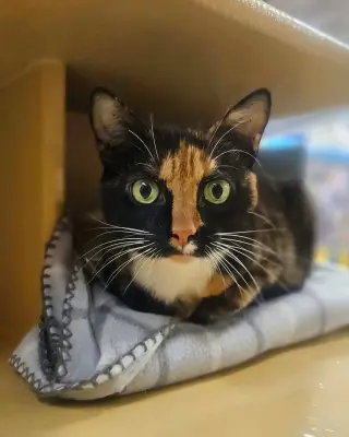 Callie