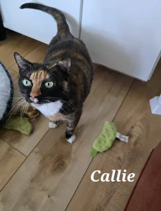 Callie