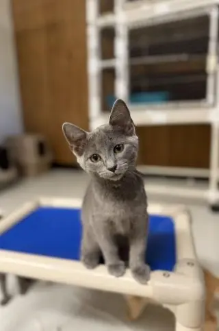 Kitten 28251 (Melody)