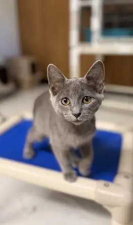 Kitten 28251 (Melody)
