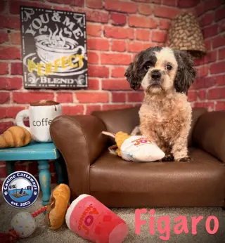 Figero