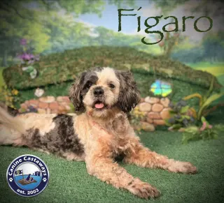 Figero