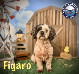 Figero