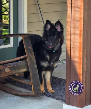Nova