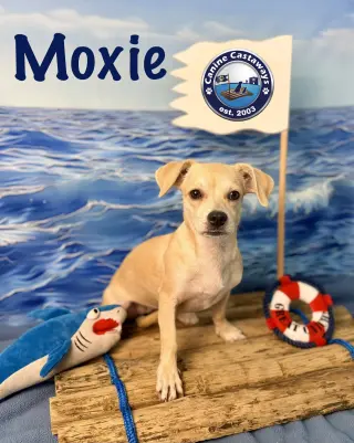 Moxie