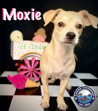 Moxie