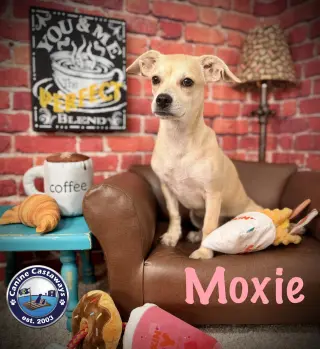 Moxie