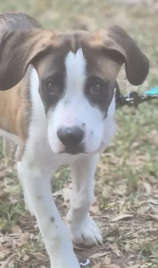 Ryder