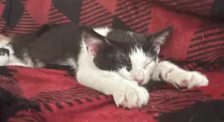Cookies and Cream (FCID# 09/17/2026 - 53) KC