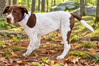 PUPPY DOTTIE