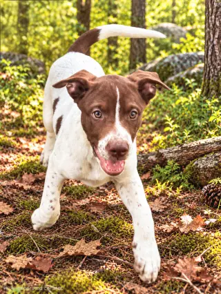 PUPPY DOTTIE