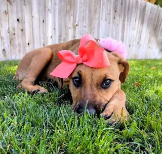 Artie Marie