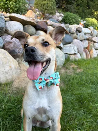 Blake-in a foster home