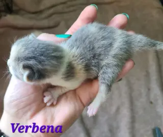 Verbena