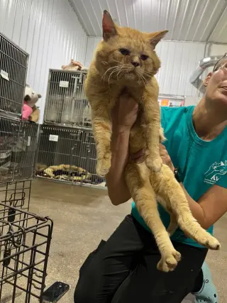 Moon Pie- FIV+
