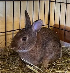 Bugsy