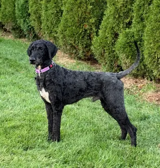 Sirius