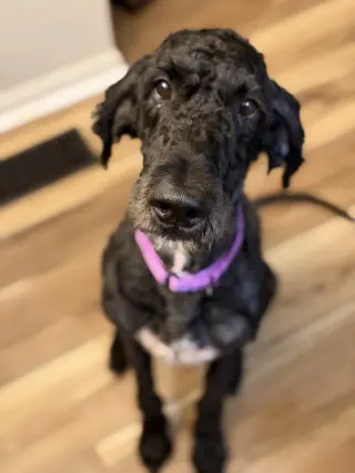 Sirius