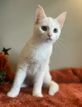 Frankie