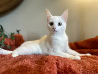Frankie