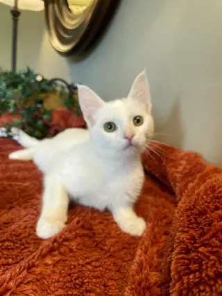 Frankie