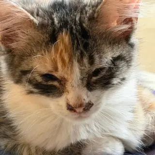 Cali