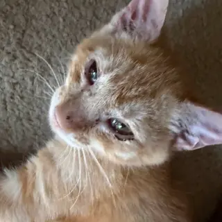 Tigger