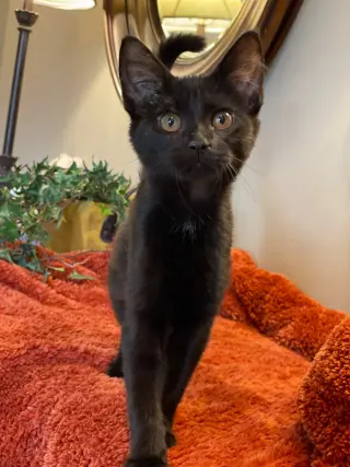 Luna