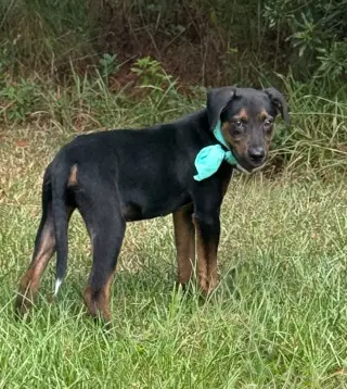 Lance