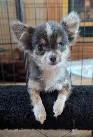 Nacho