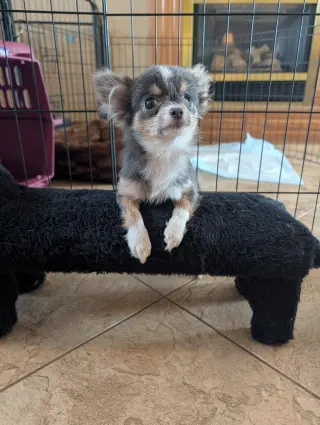 Nacho