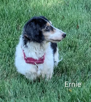 Ernie
