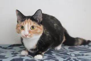 Merida