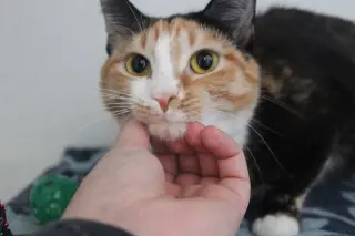 Merida