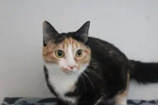Merida