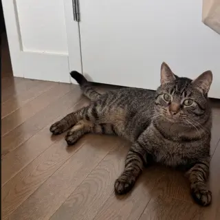Theodore Friskies